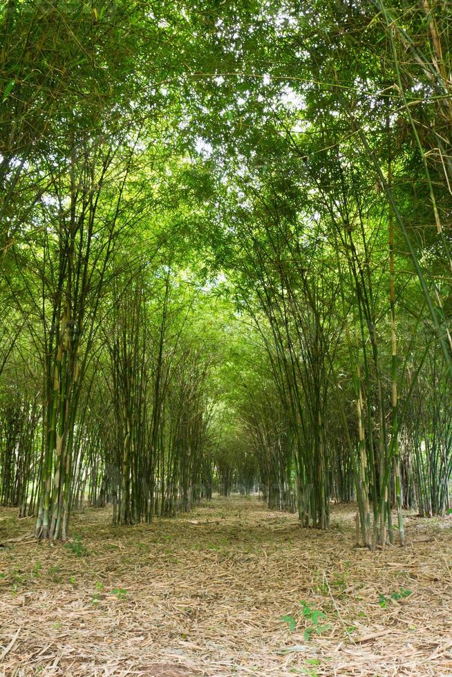 bambù alberi in crescita foto