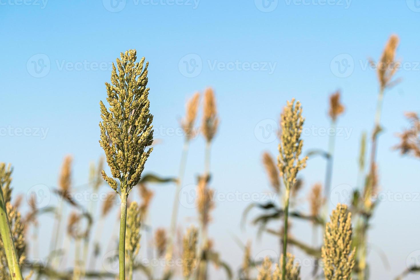 sorgo in campo agente cielo blu foto