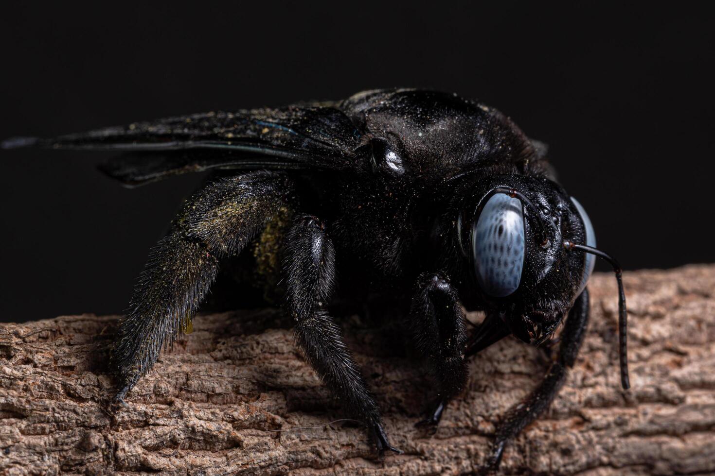 xylocopa latipes su un albero, macro foto