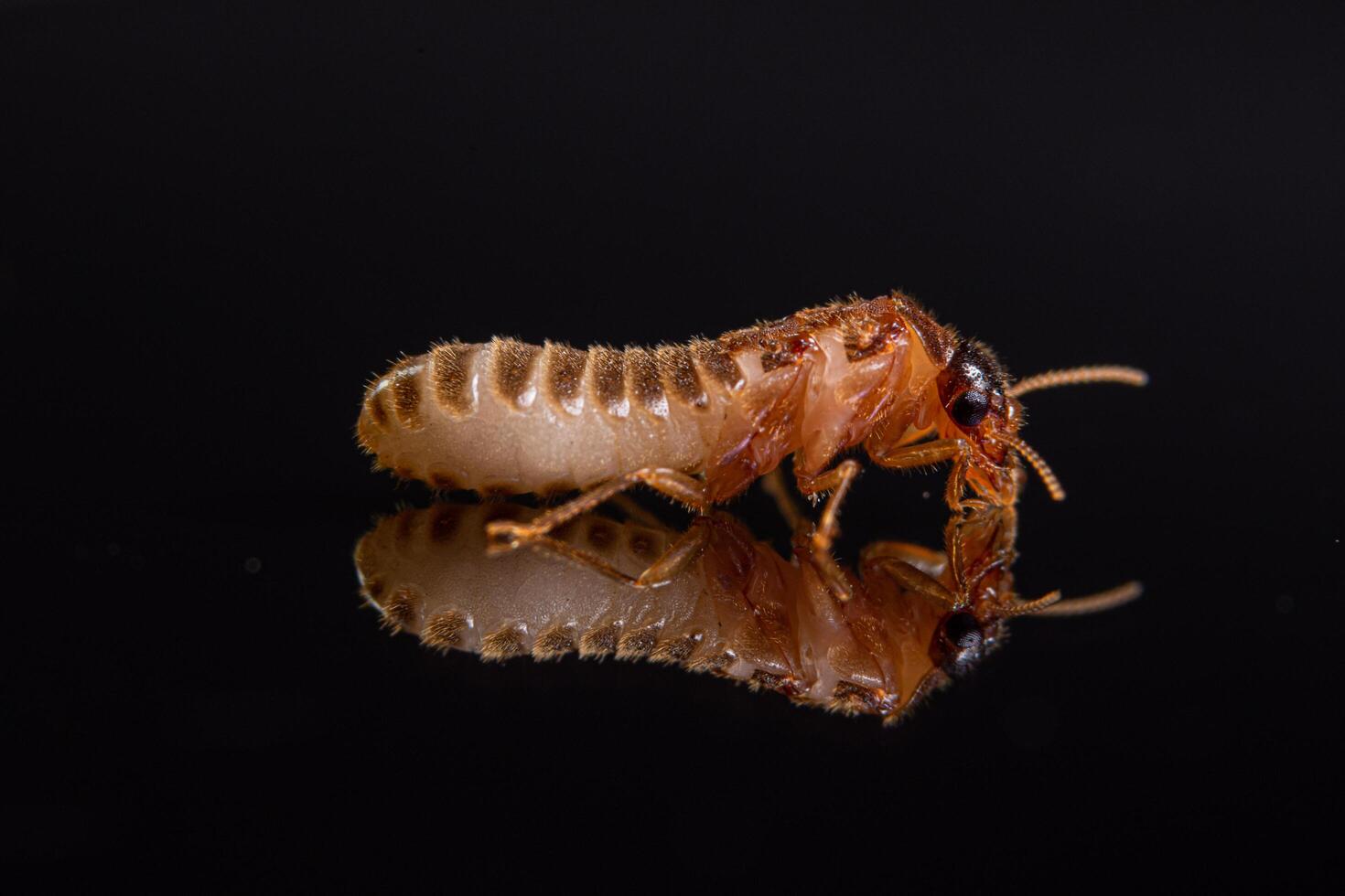 termite macro su sfondo nero lucido foto