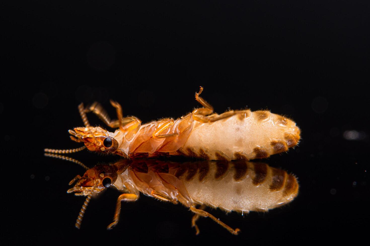 termite macro su sfondo nero lucido foto