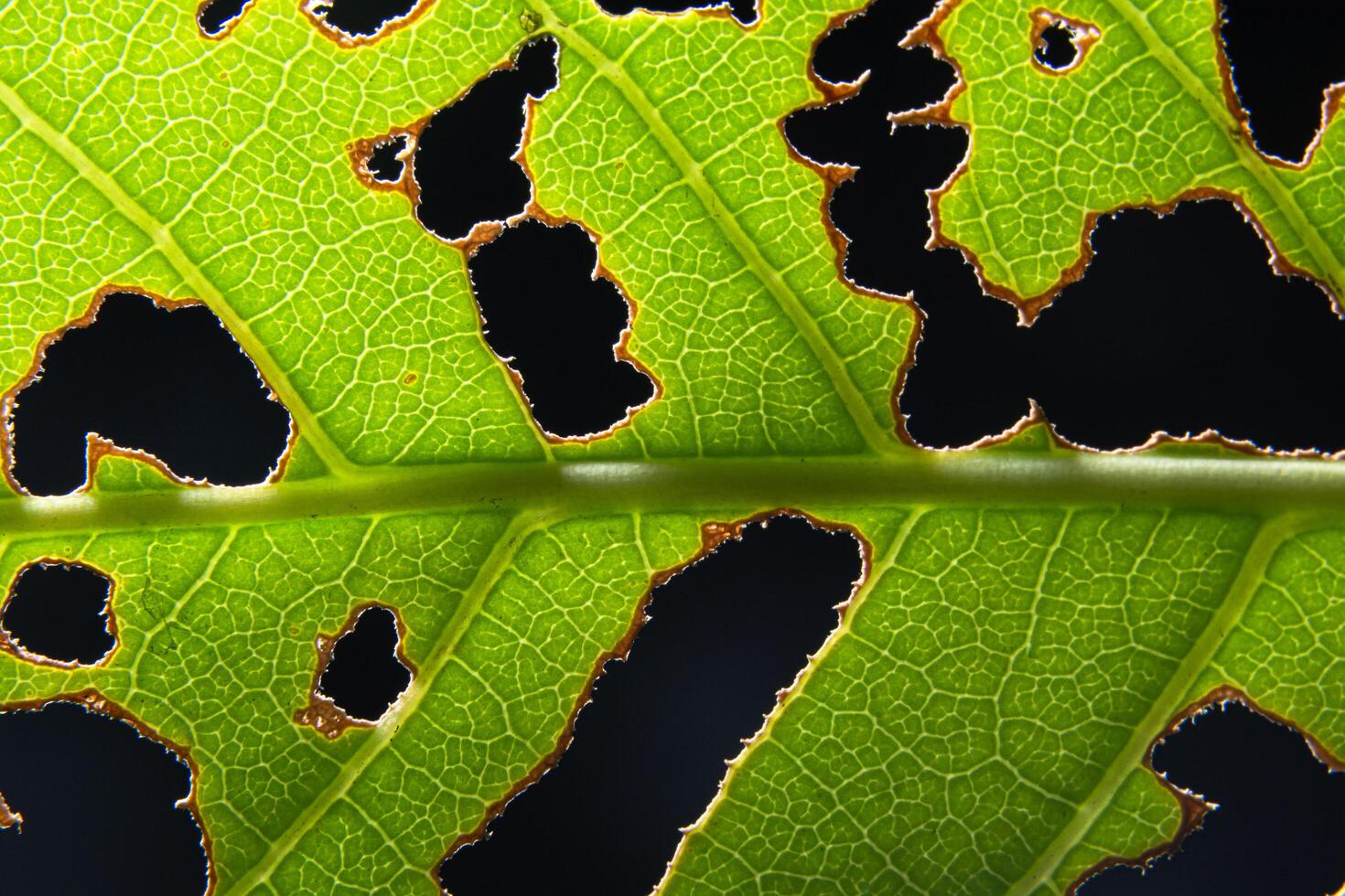 foglia verde su sfondo nero foto