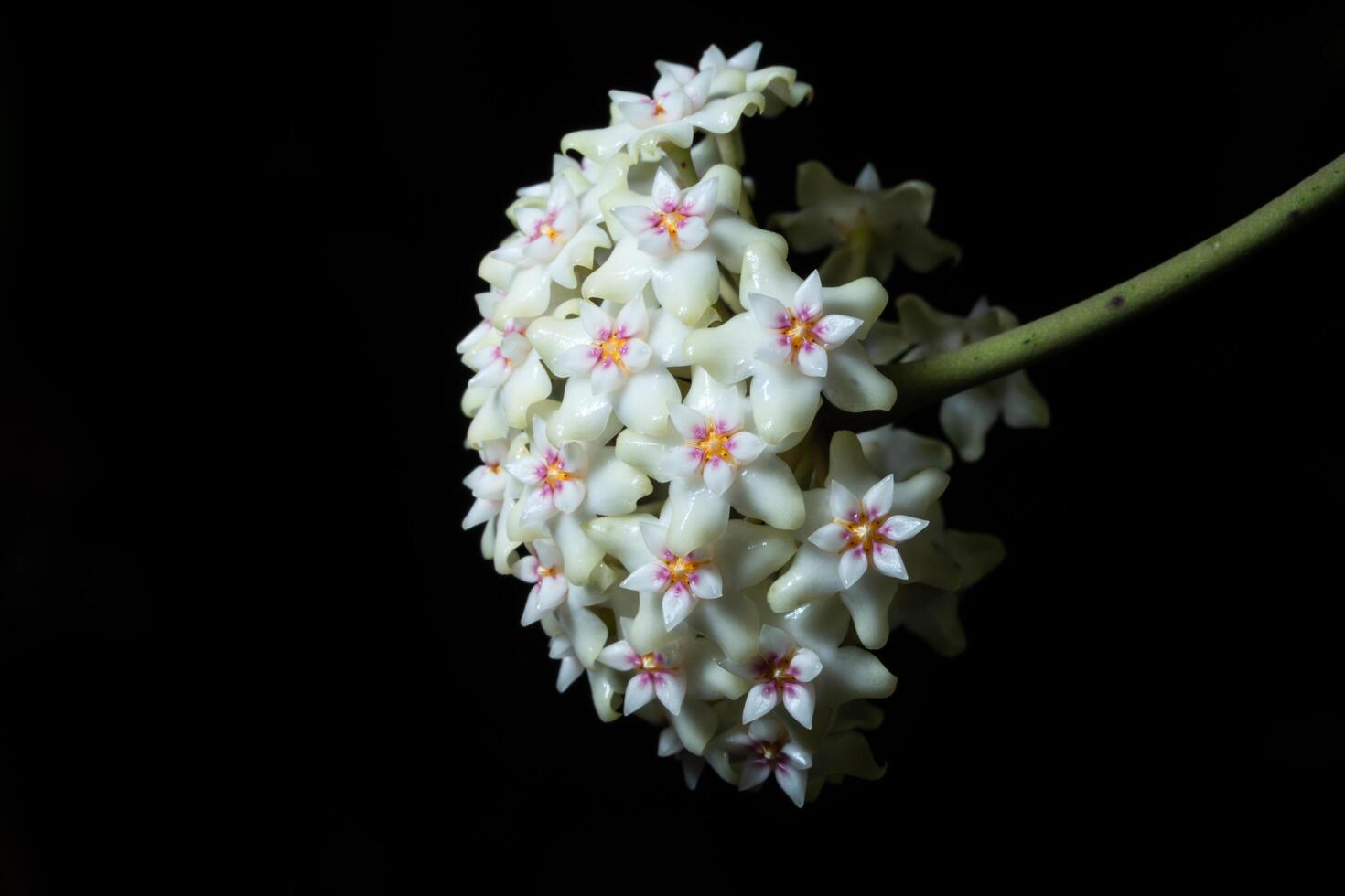 fiore di hoya su sfondo nero foto