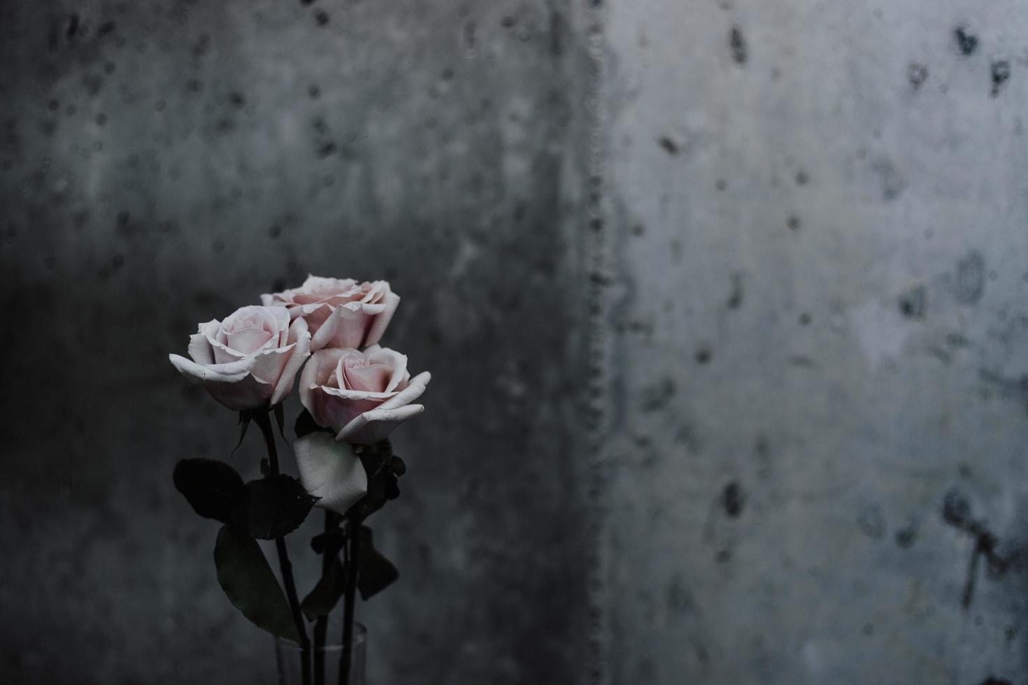 messa a fuoco selettiva fotografia di rose rosa accanto al muro di cemento grigio foto