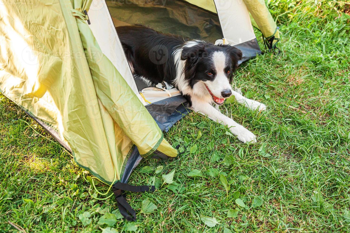 all'aperto ritratto di carino divertente cucciolo cane confine collie dire bugie giù dentro nel campeggio tenda. animale domestico viaggio avventura con cane compagno. custode e campeggio protezione. viaggio turismo concetto foto