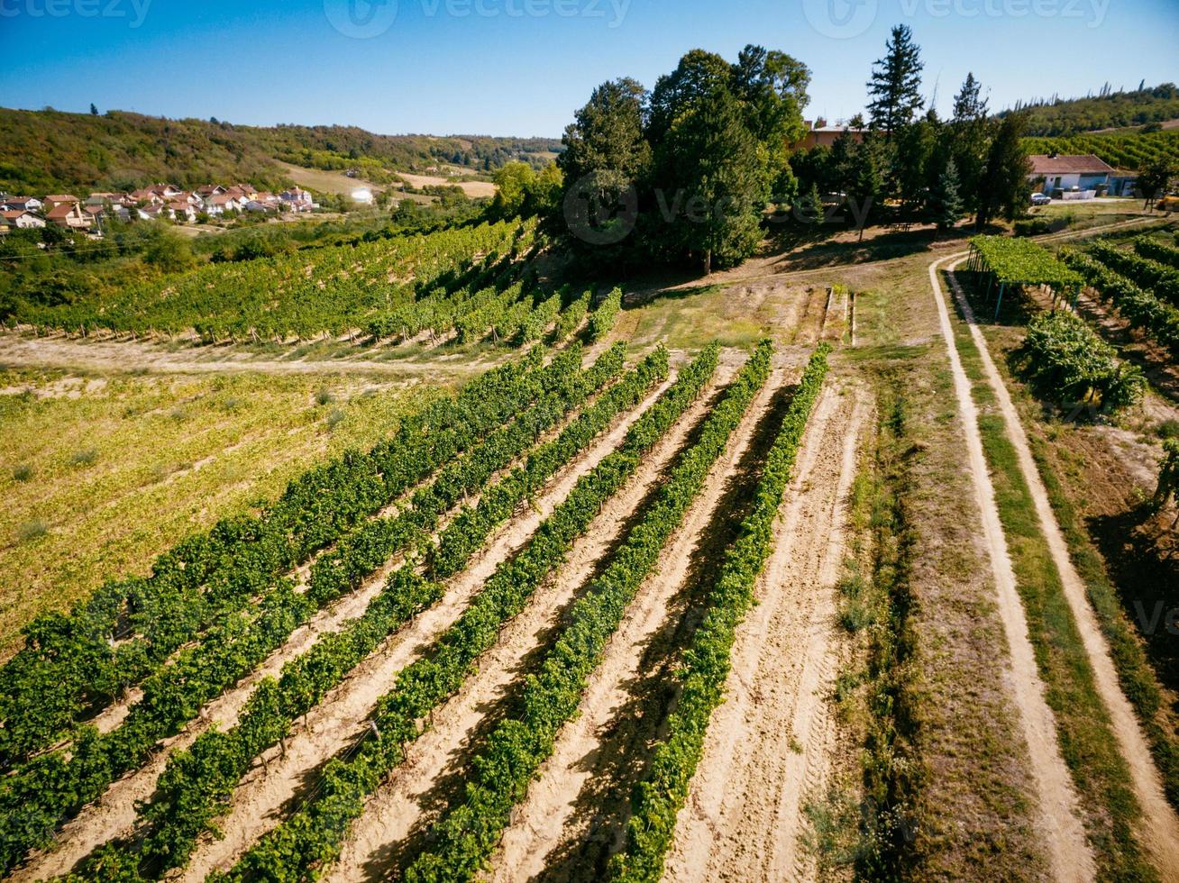 paesaggio di vigneto foto