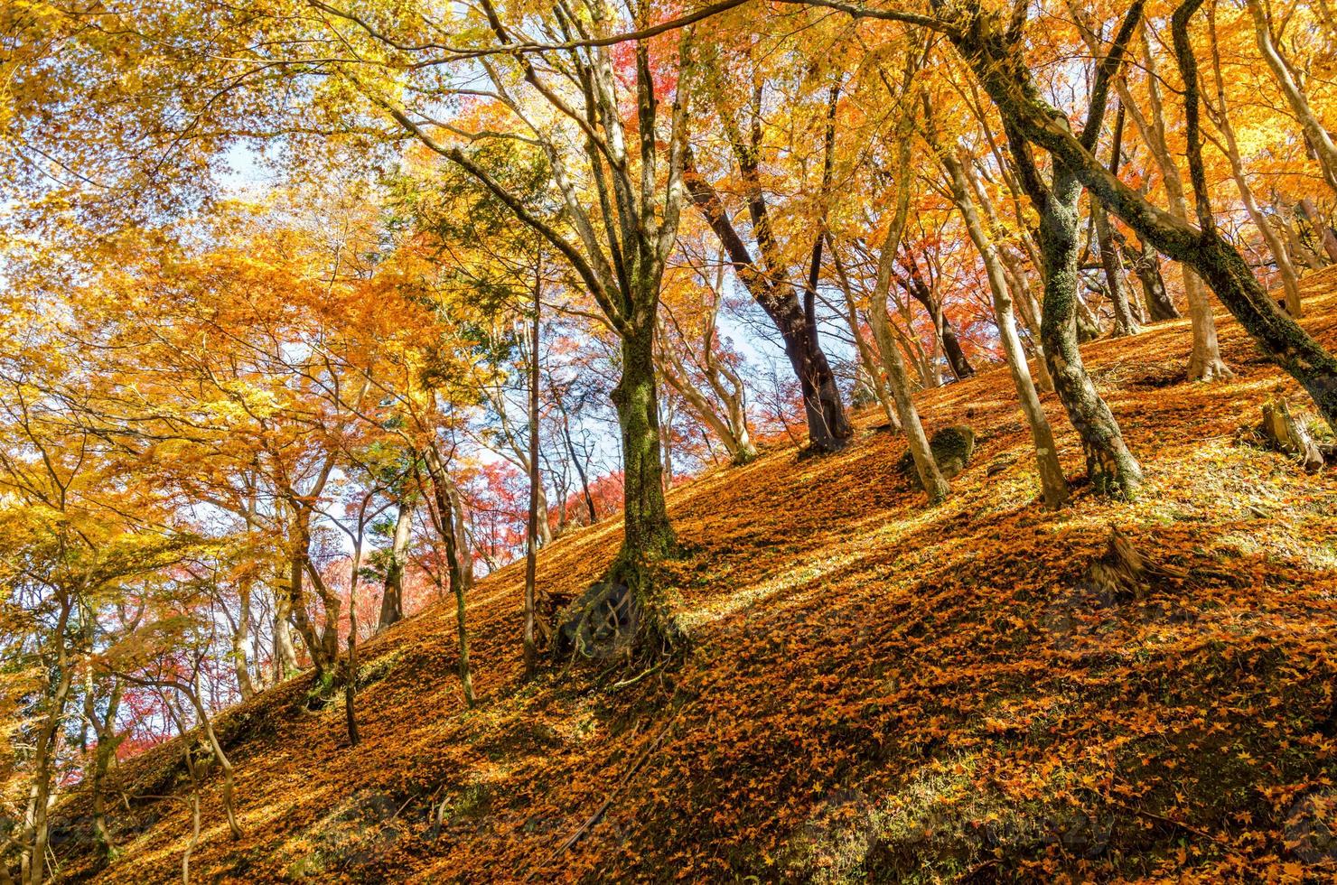foglia d'autunno su una collina foto