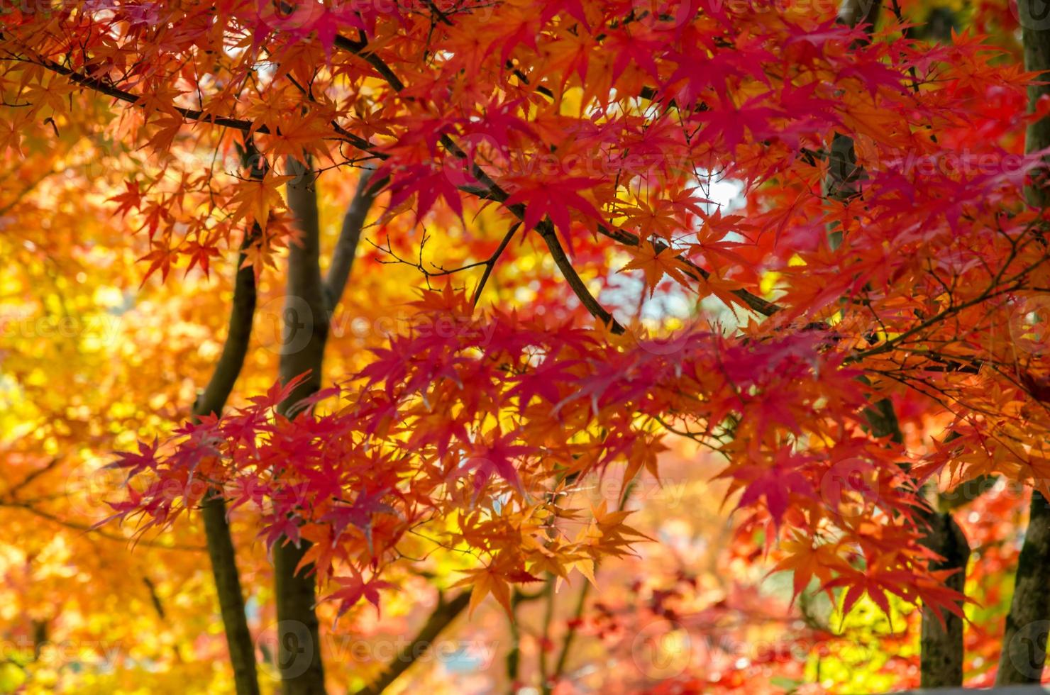 sfondo colorato autunno, rosso, arancio e foglia d'oro foto