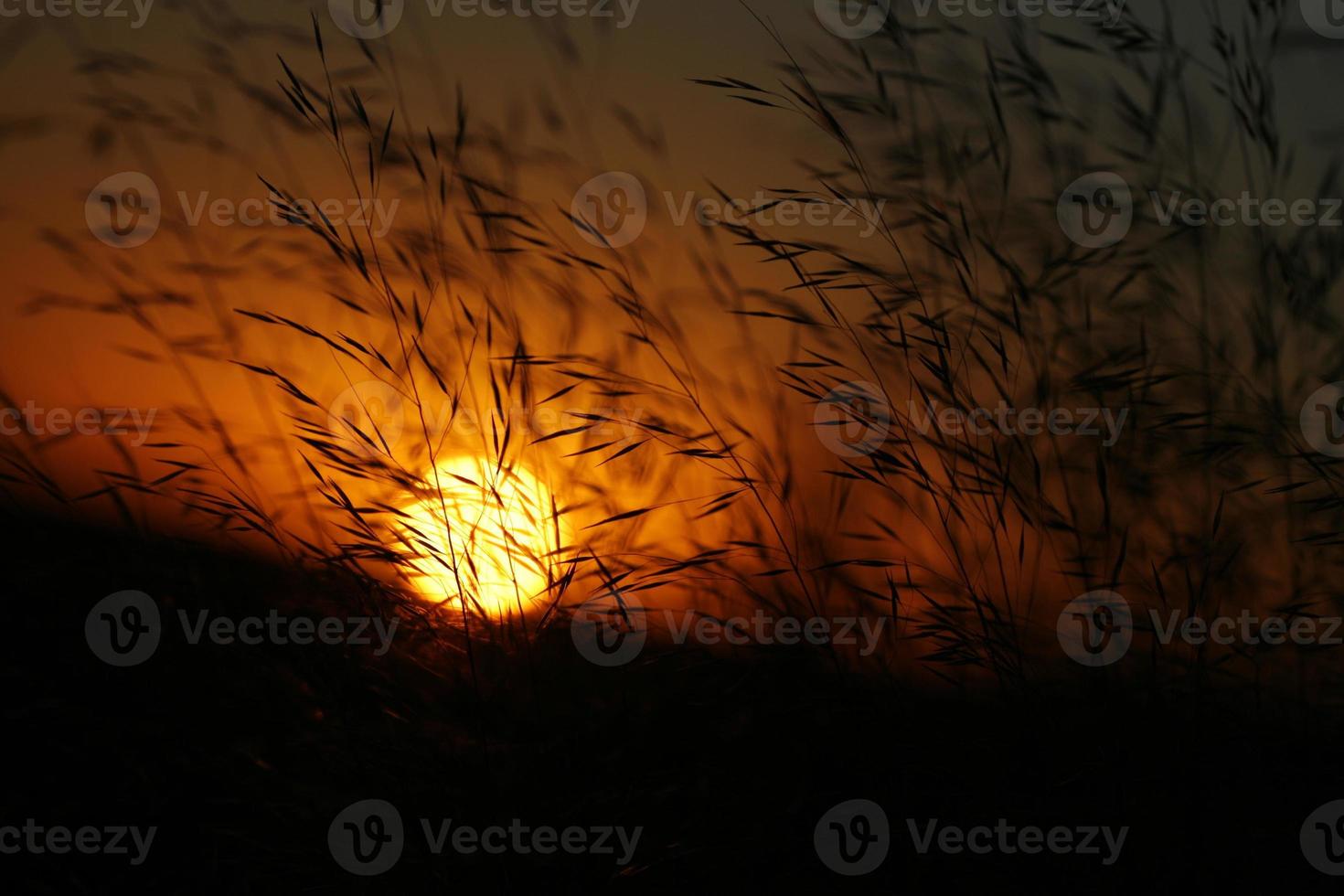 tramonto di stato libero dietro l'erba foto