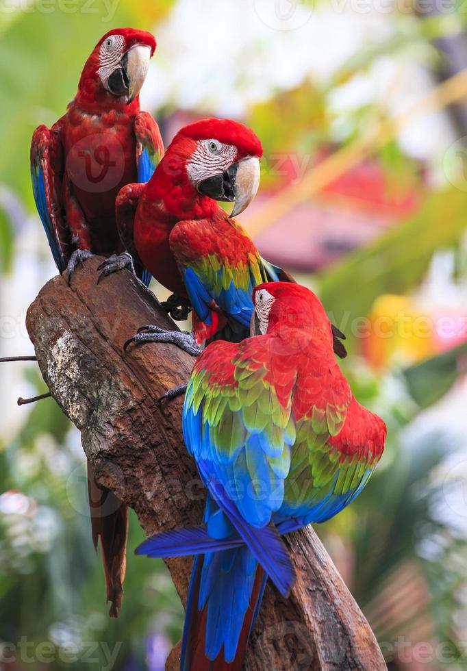 pappagallo ara rosso foto