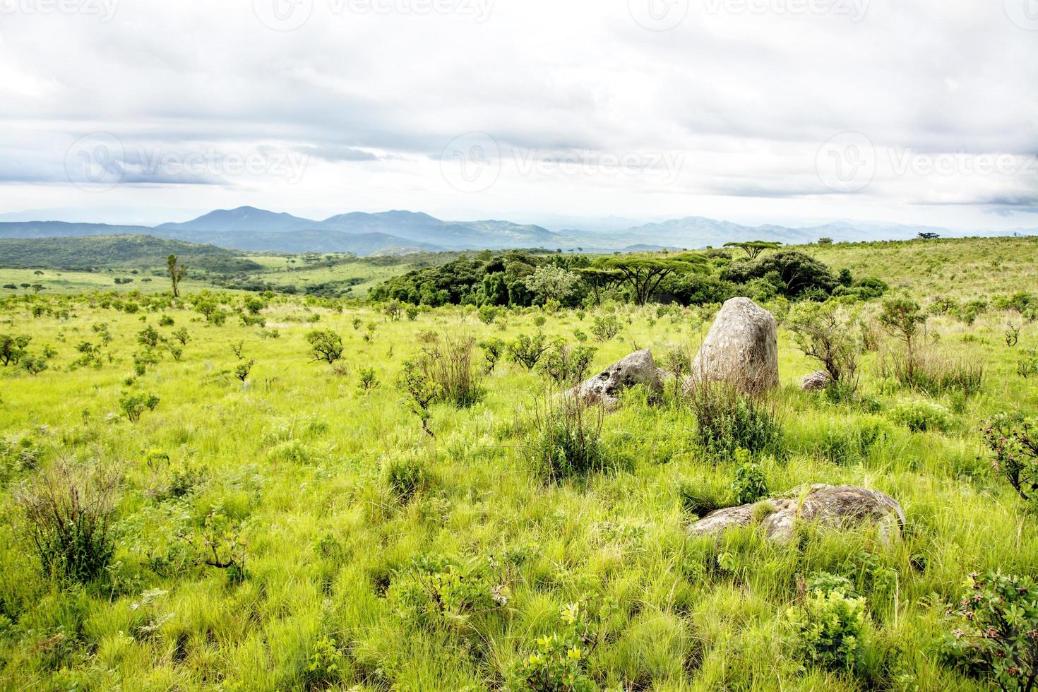 altopiano di nyika in malawi foto