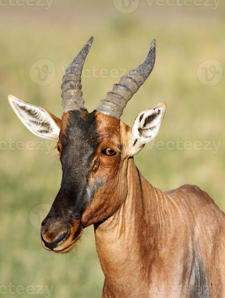 primo piano di una bellissima antilope topi foto