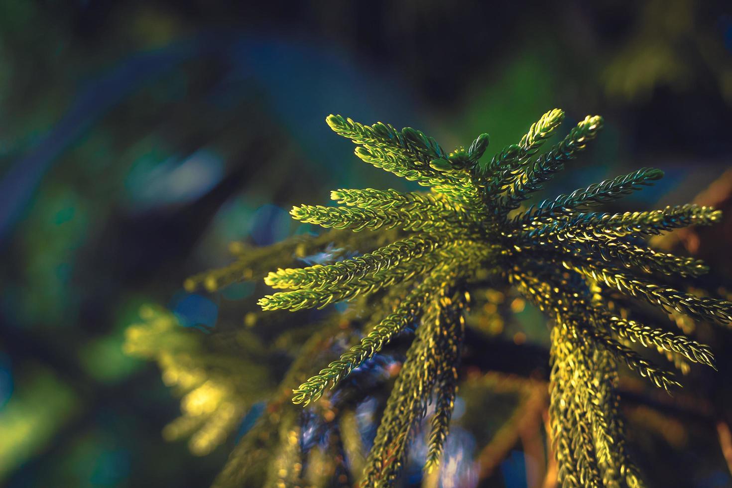 primo piano di una conifera foto