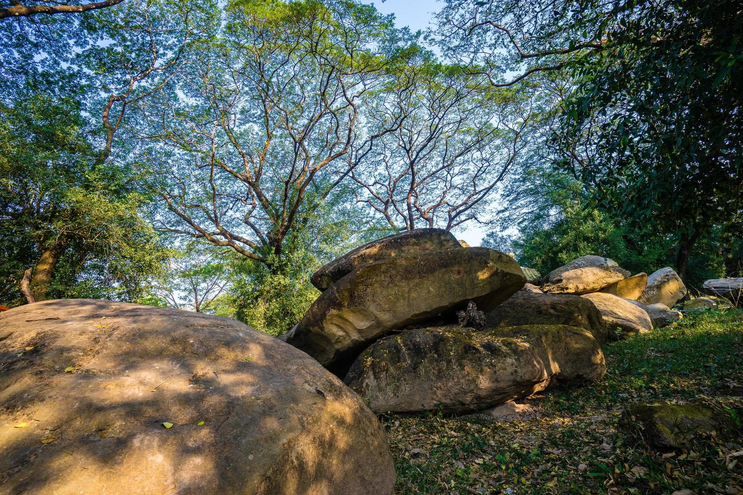 roccia e alberi nella foresta foto