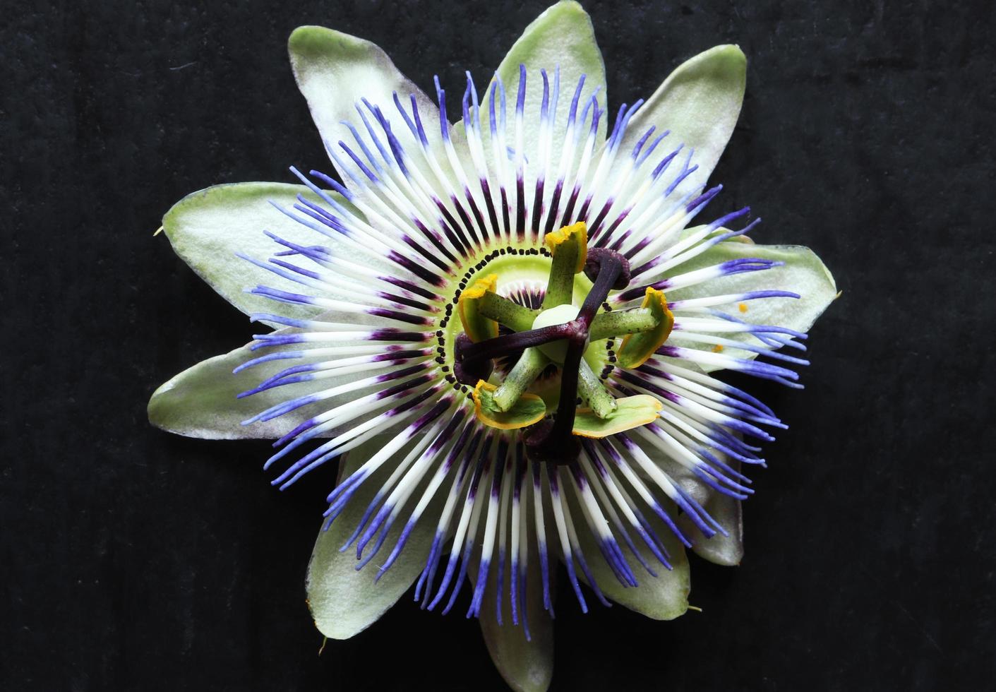 passiflora blu da vicino foto