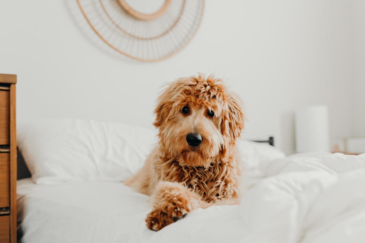 cane marrone sdraiato sul letto foto
