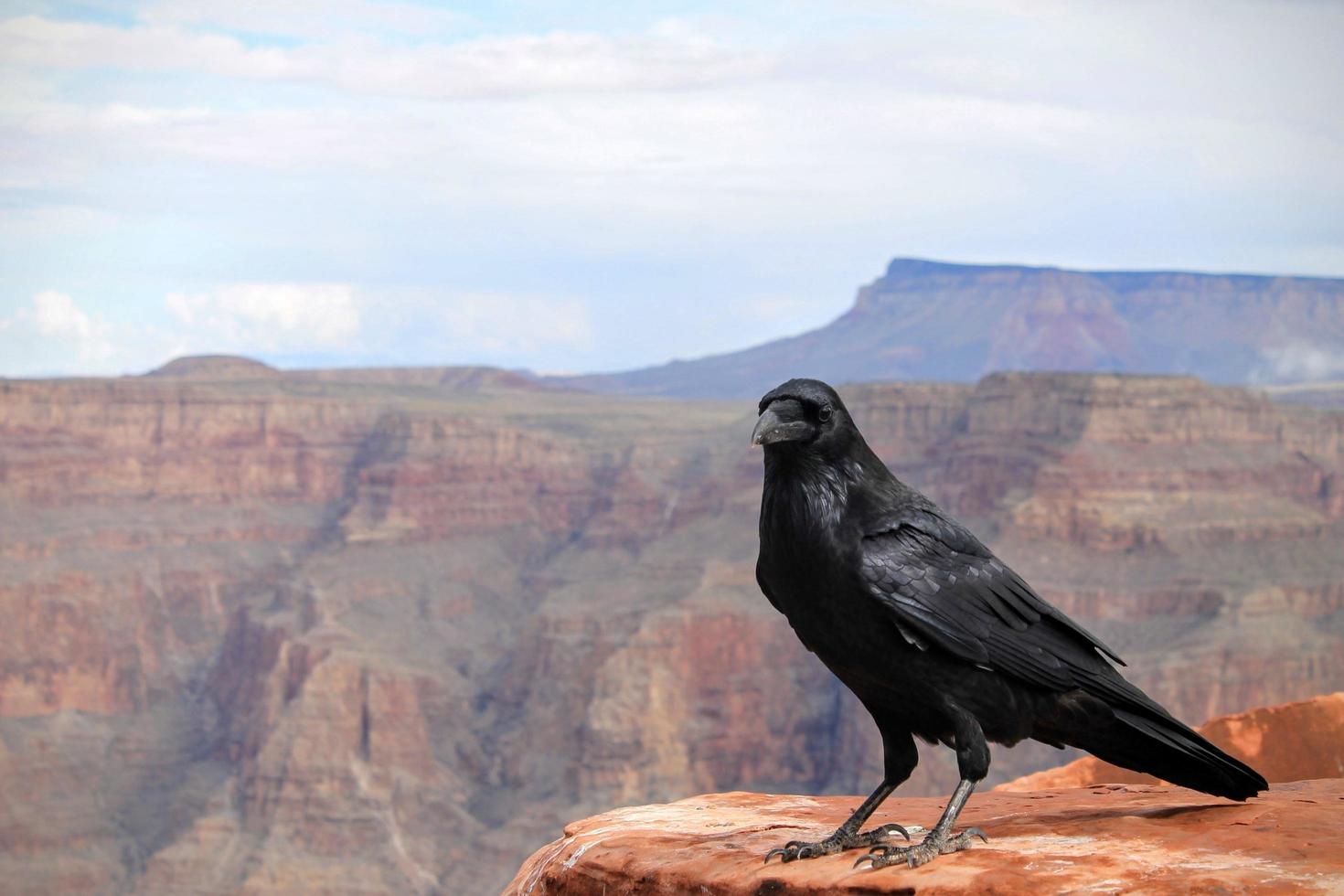 corvo in cima al grand canyon foto