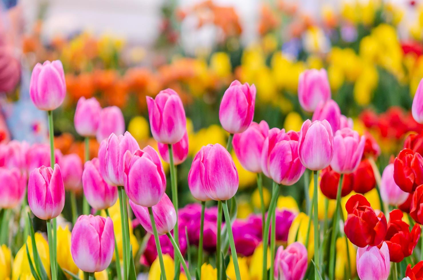 bellissimi tulipani rosa foto