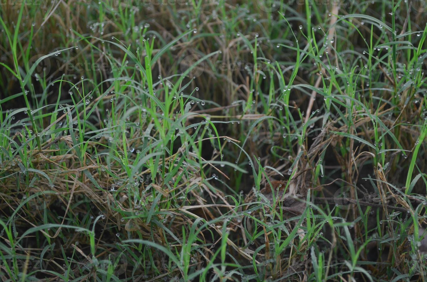 avvicinamento di verde rugiada e verde erba foto