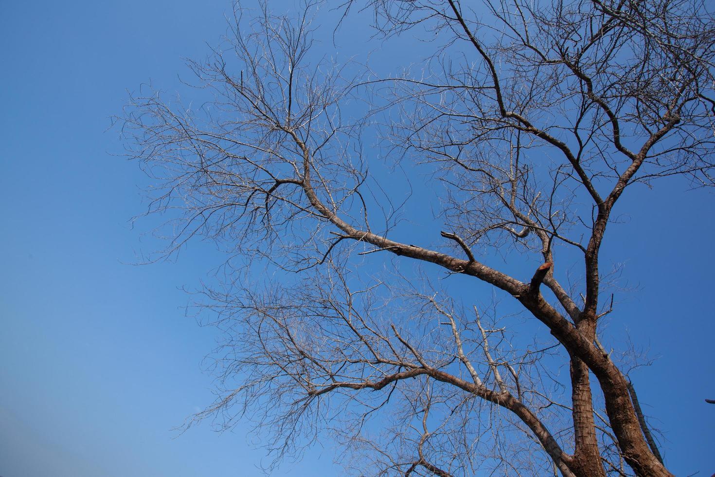 spoglio albero con cielo sfondo foto