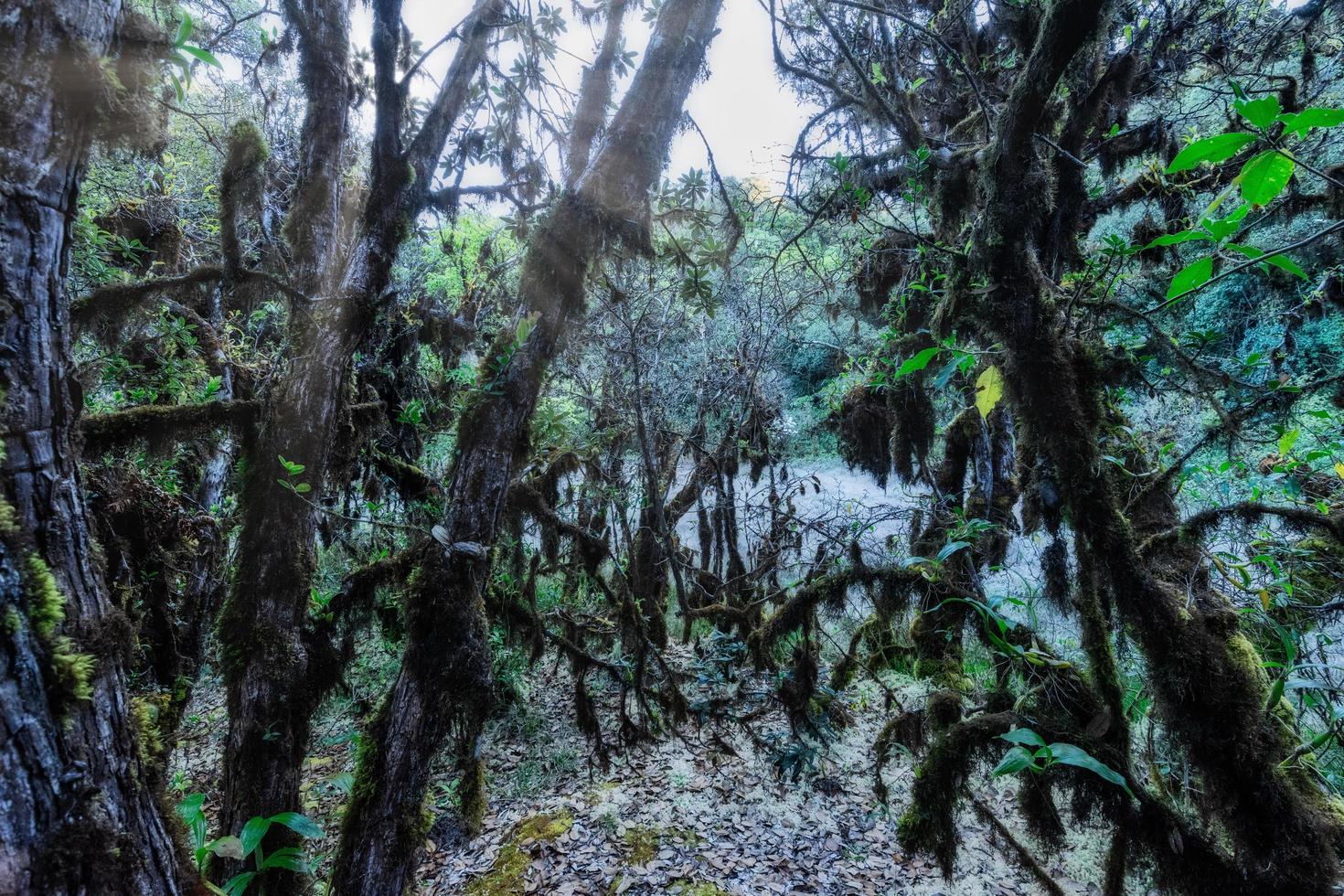 alberi nella foresta tropicale foto