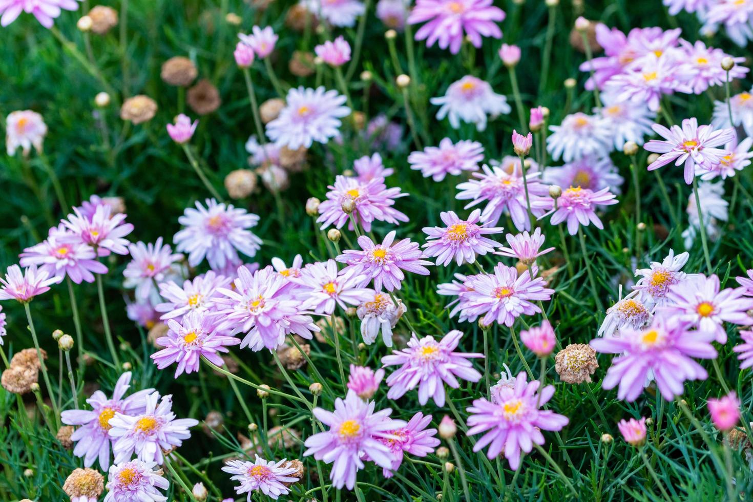 sfondo di fiori foto