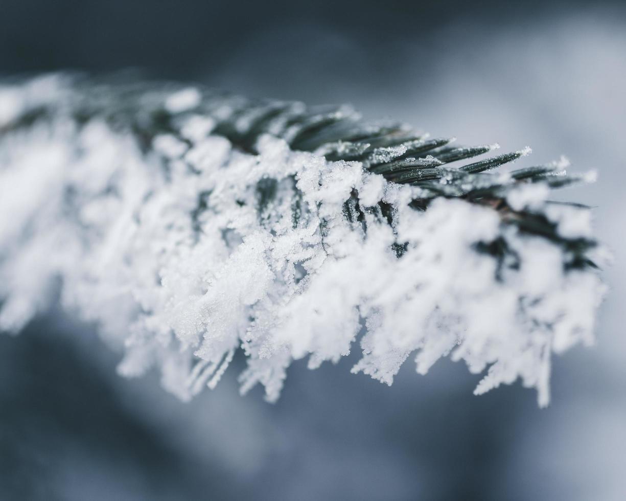 primo piano di pino coperto di ghiaccio foto