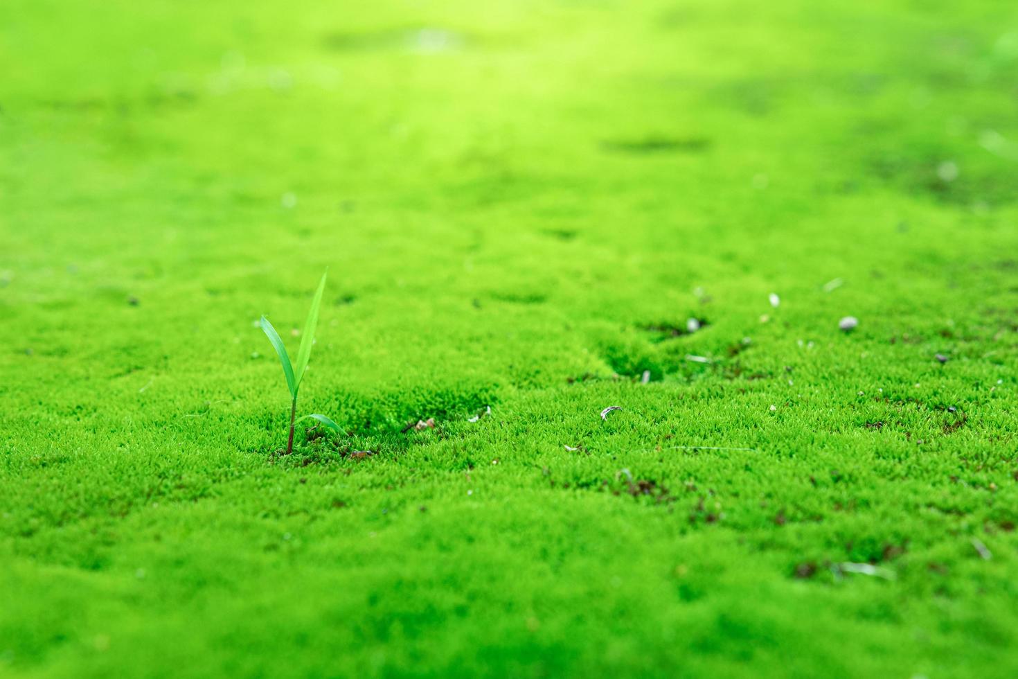 primo piano del bellissimo muschio verde brillante in giardino con pietre foto