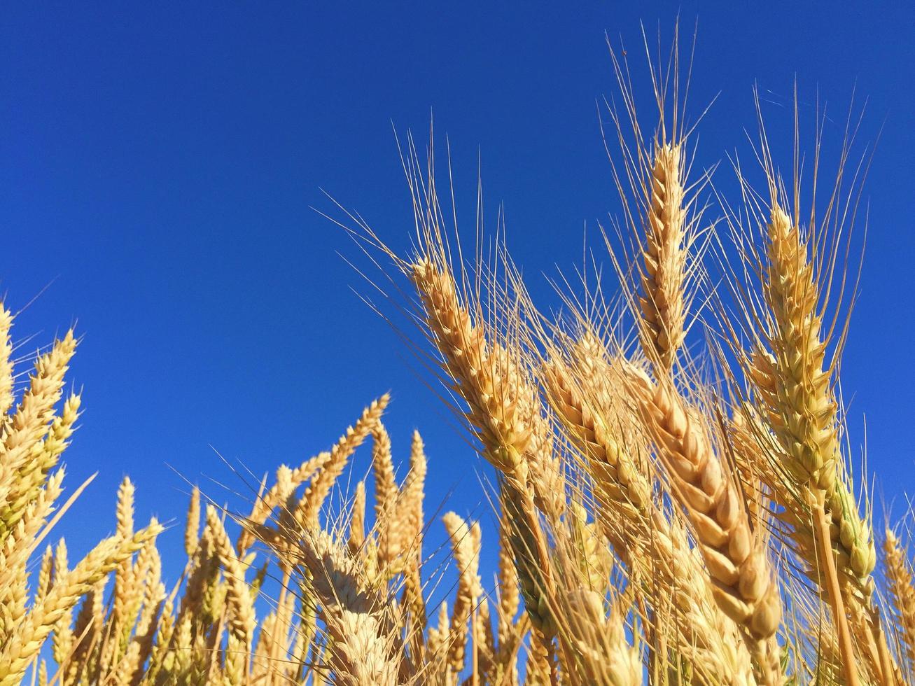 fotografia di grano marrone foto