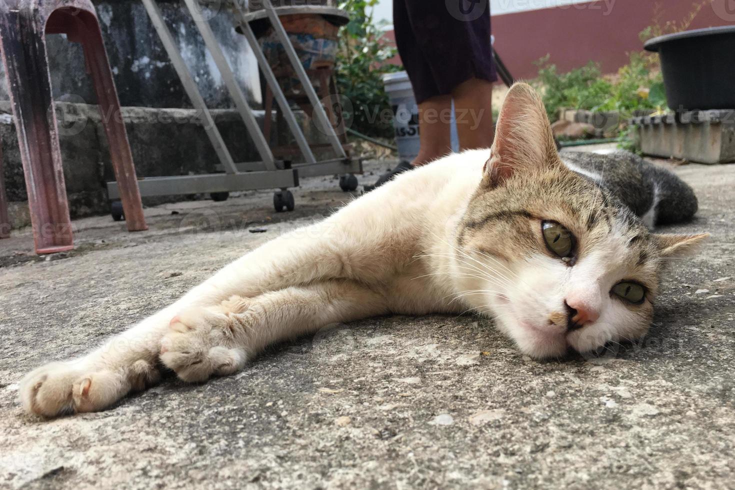 vagante bianca gatto dire bugie giù su il pavimento e guardare per telecamera foto