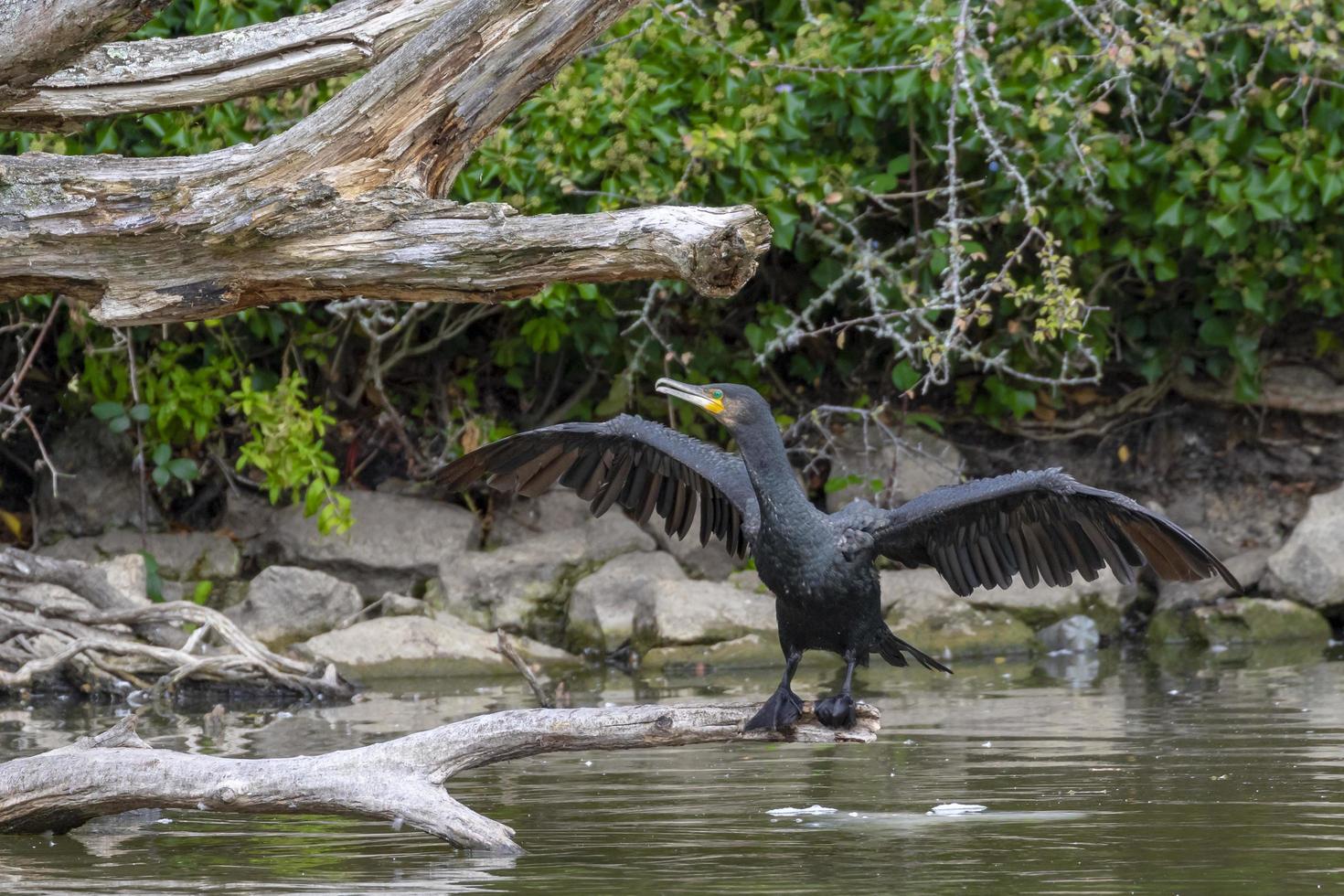 cormorano nero che si asciuga le ali foto