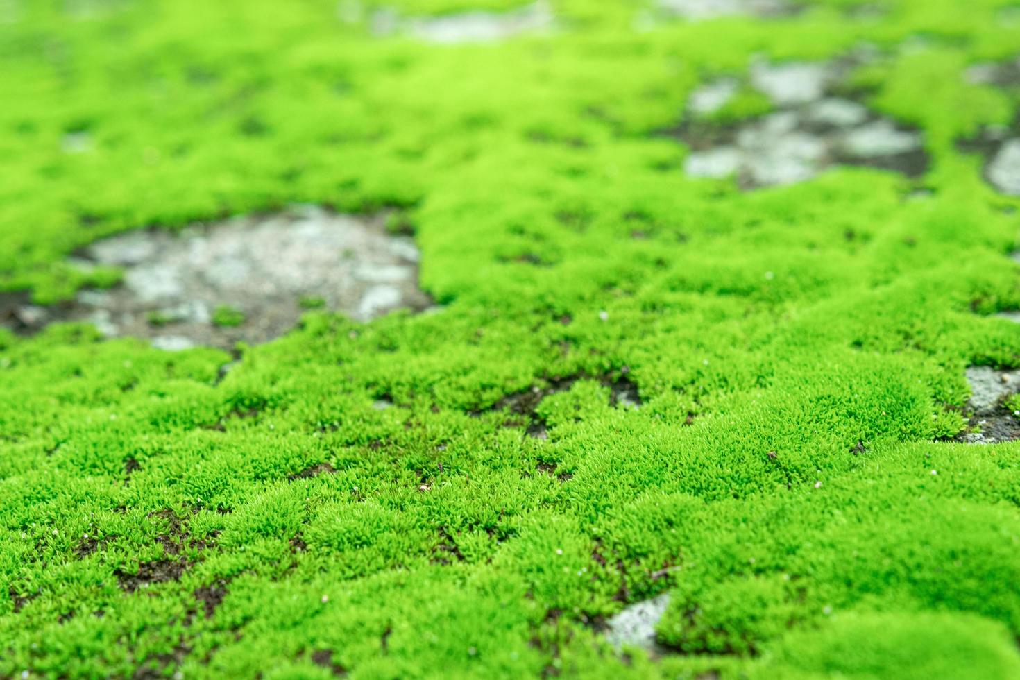 bellissimo muschio verde sul pavimento bagnato, primo piano bellissimo muschio verde brillante in giardino con pietre. foto