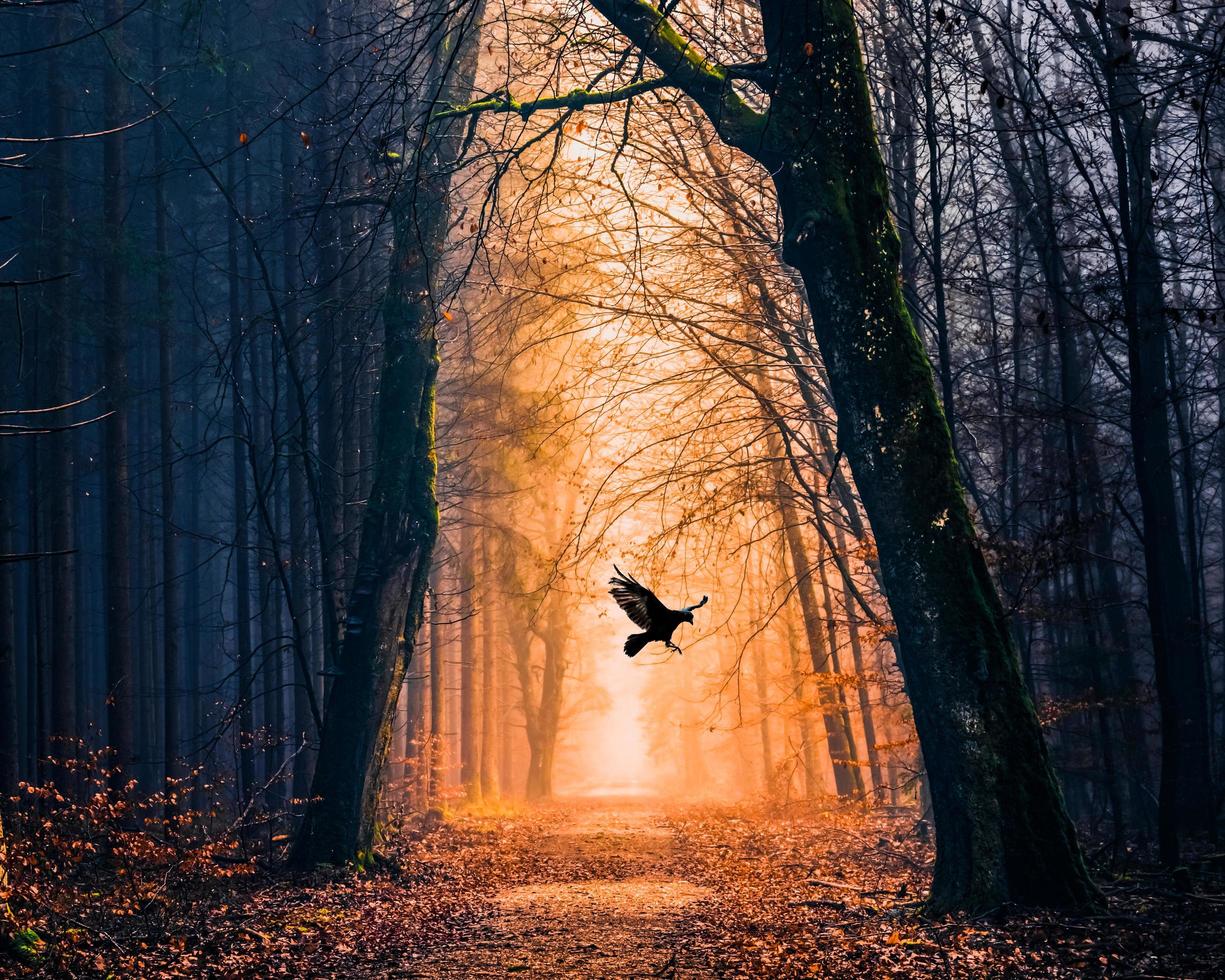 corvo che vola nella foresta lunatica foto