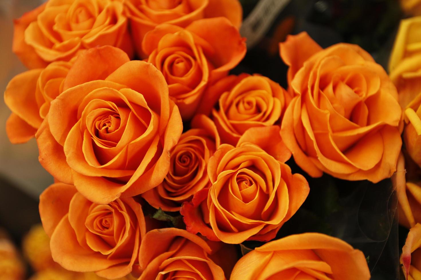 primo piano di fiori d'arancio foto