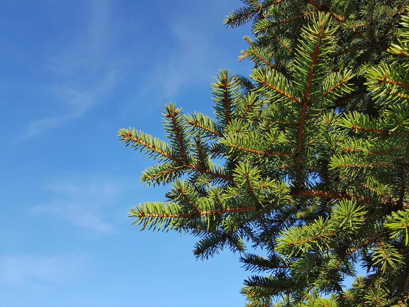 abete albero rami contro il blu cielo su inverno soleggiato giorno senza neve. verde abete rosso rami con aghi, parte inferiore Visualizza. sfondo natura Immagine con copia spazio per Natale e nuovo anno. foto