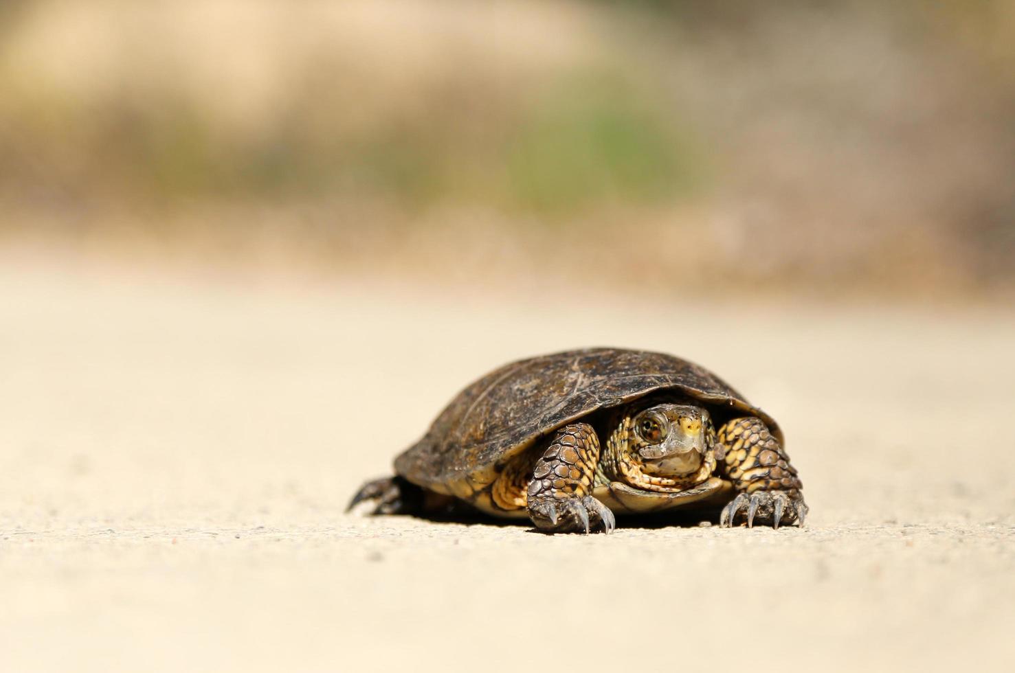 tartaruga su terreno sterrato foto