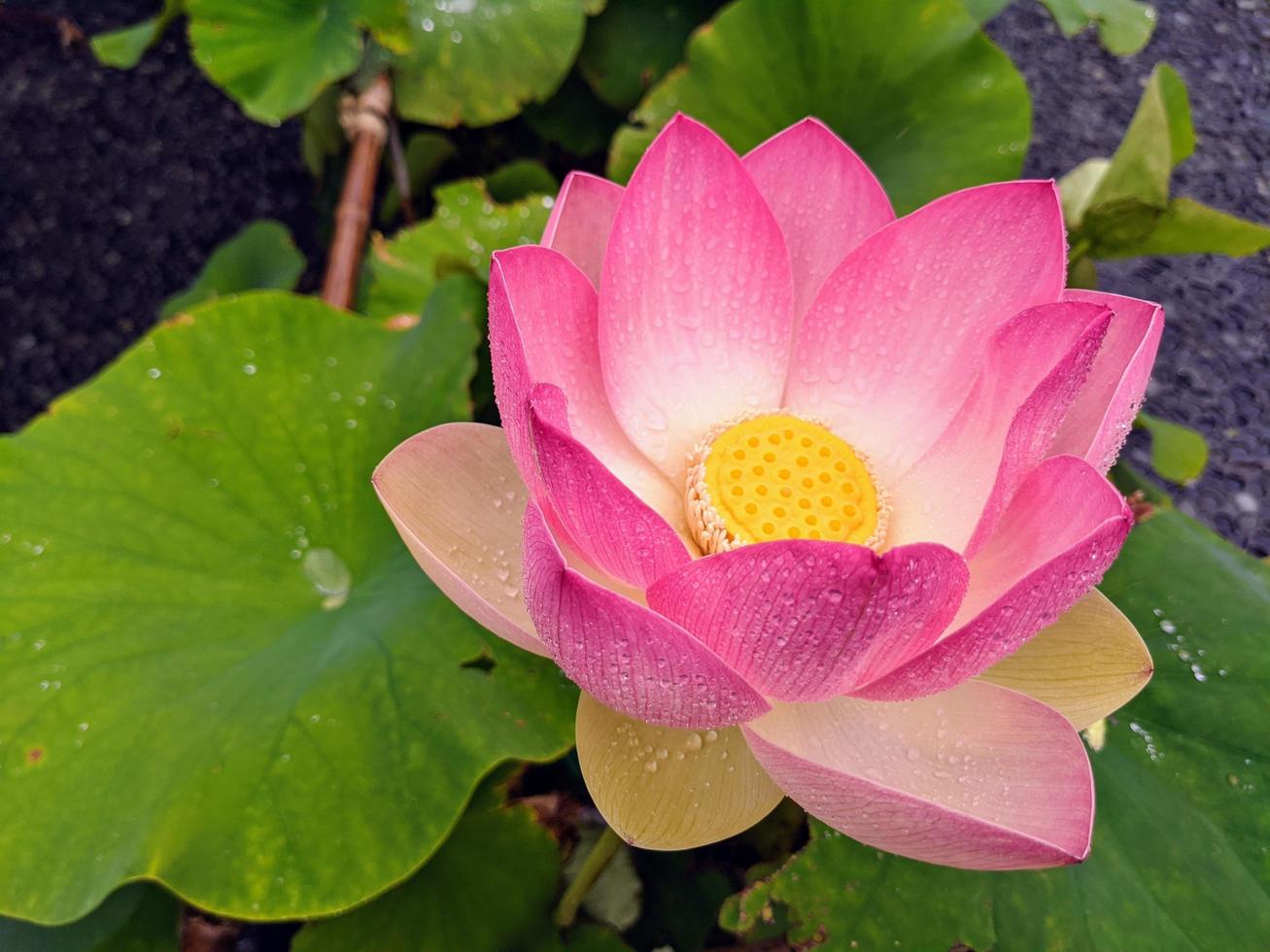 primo piano di un loto rosa foto