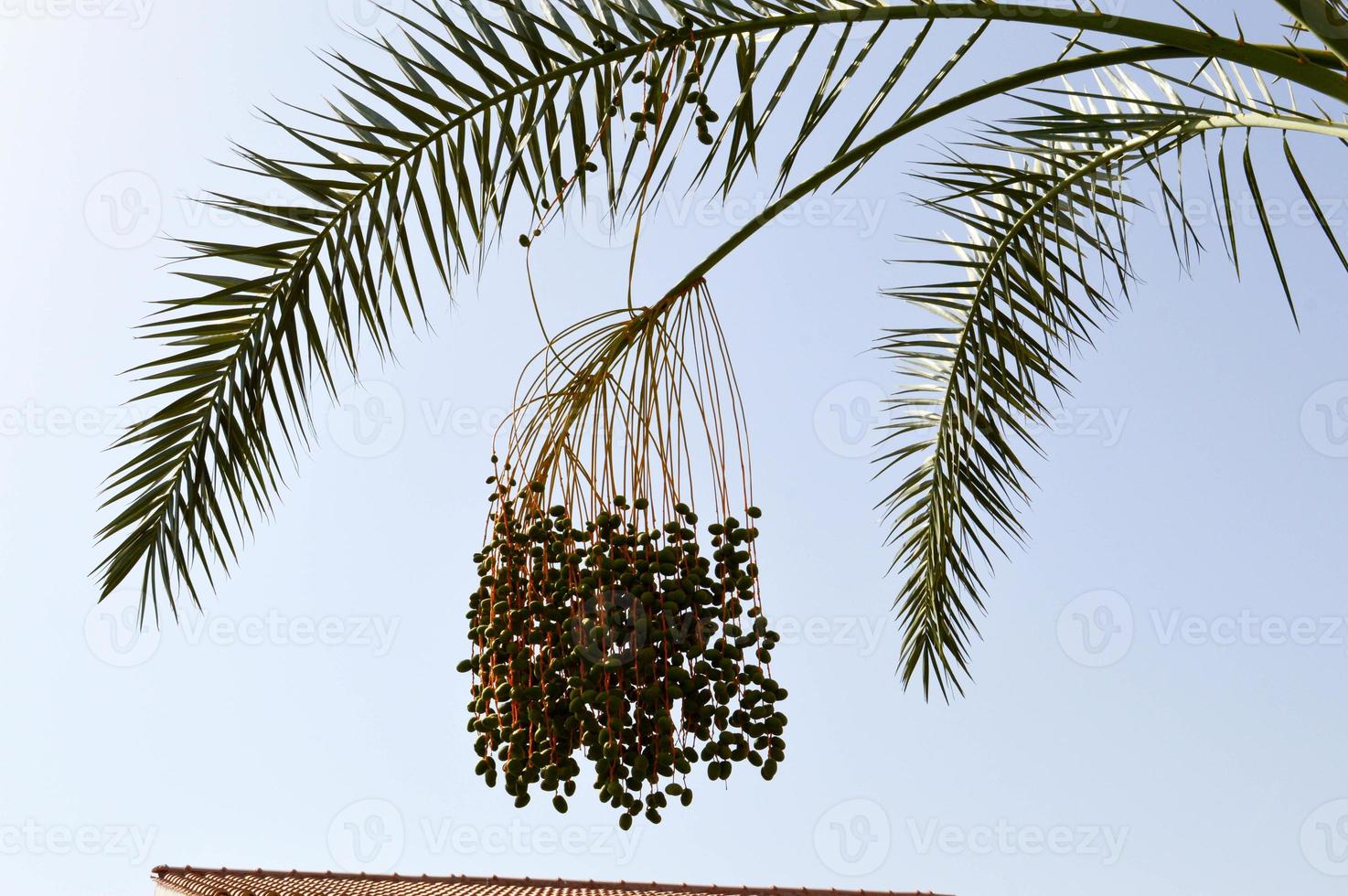 il superiore di un' grande tropicale esotico alto Data palma con grande verde le foglie e in crescita penzoloni frutta verde immaturo contro il blu cielo foto