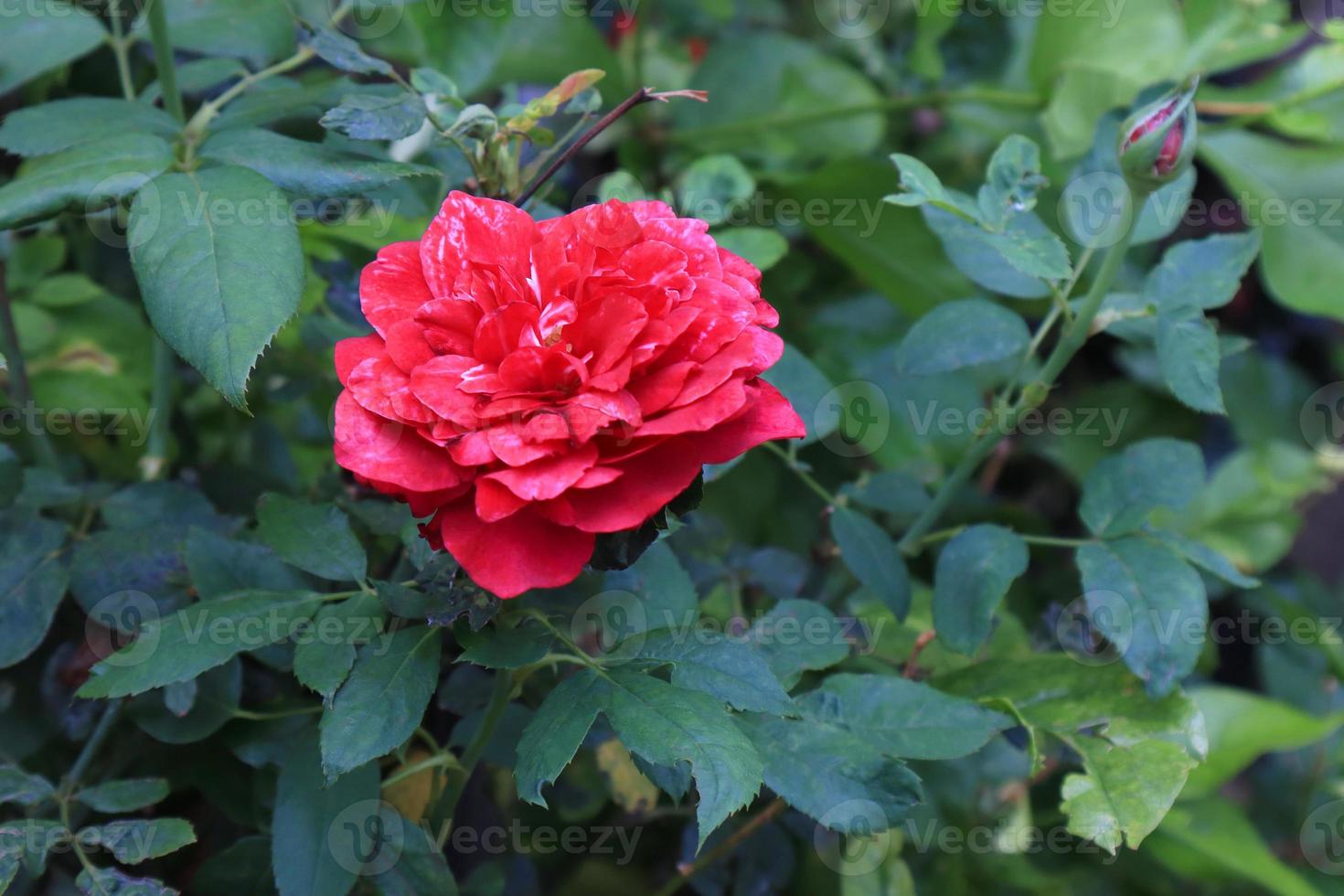 vicino su rosso rosa fiore mazzo su verde foglia sfondo nel giardino con mattina luce. foto