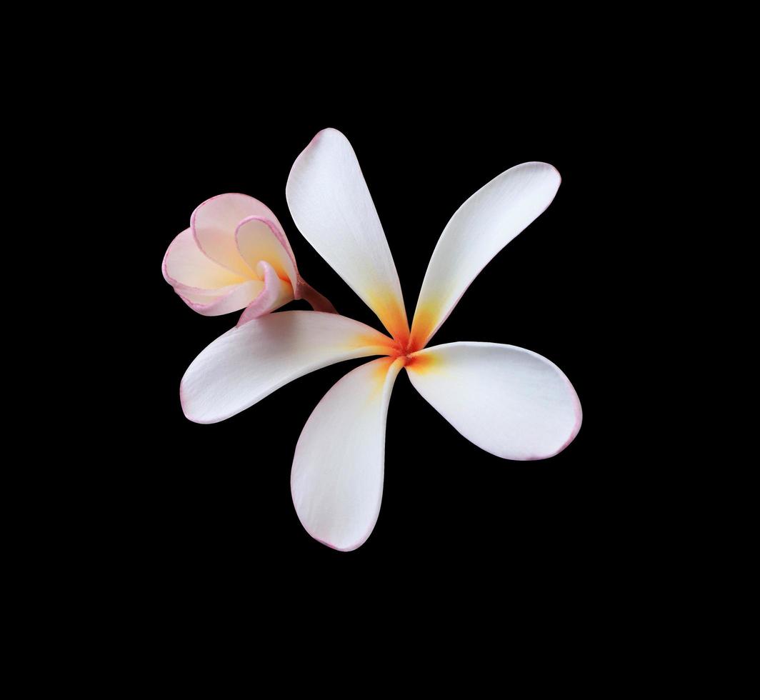 plumeria o frangipani o tempio albero fiore. vicino su giallo-rosa plumeria fiori mazzo isolato su nero sfondo. superiore Visualizza esotico fiore grappolo. foto