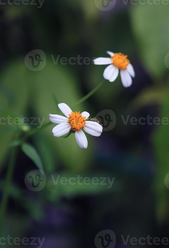 cappotto pulsanti o messicano margherita o tridax margherita fiori. vicino su piccolo bianca fiori mazzo su verde sfondo nel giardino con mattina luce. foto
