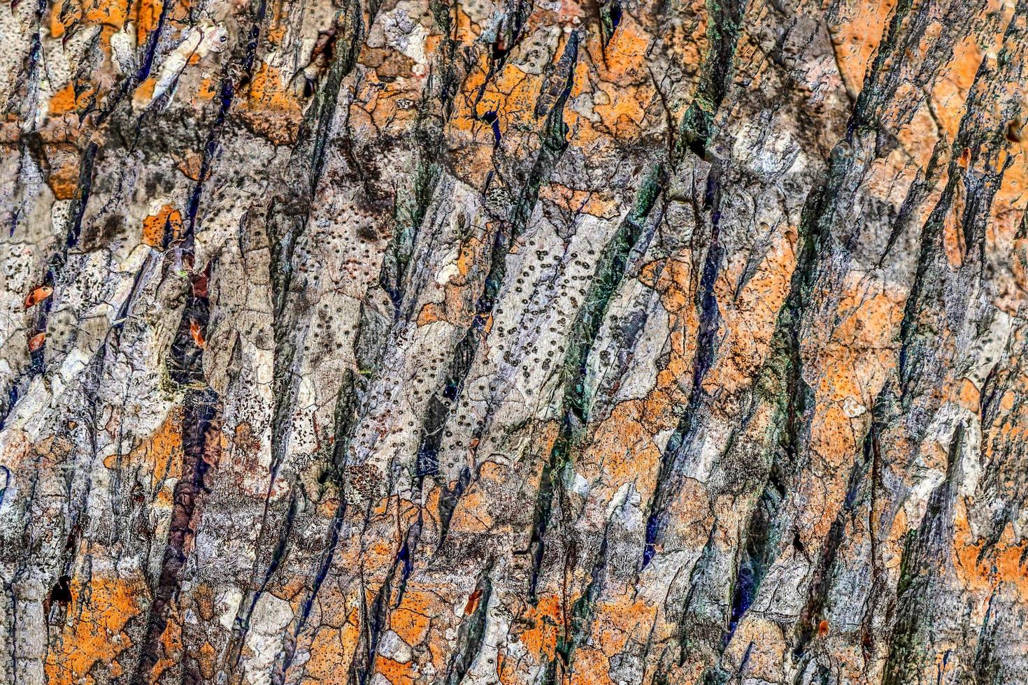 primo piano su una trama di corteccia di albero molto dettagliata in alta risoluzione. foto