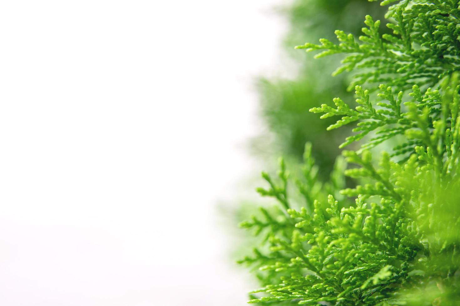 Natale natura sfondo, naturale verde impianti paesaggio, ecologia, fresco. avvicinamento di verde pino o ginepro albero nel il giardino, verde opera d'arte soddisfare foto