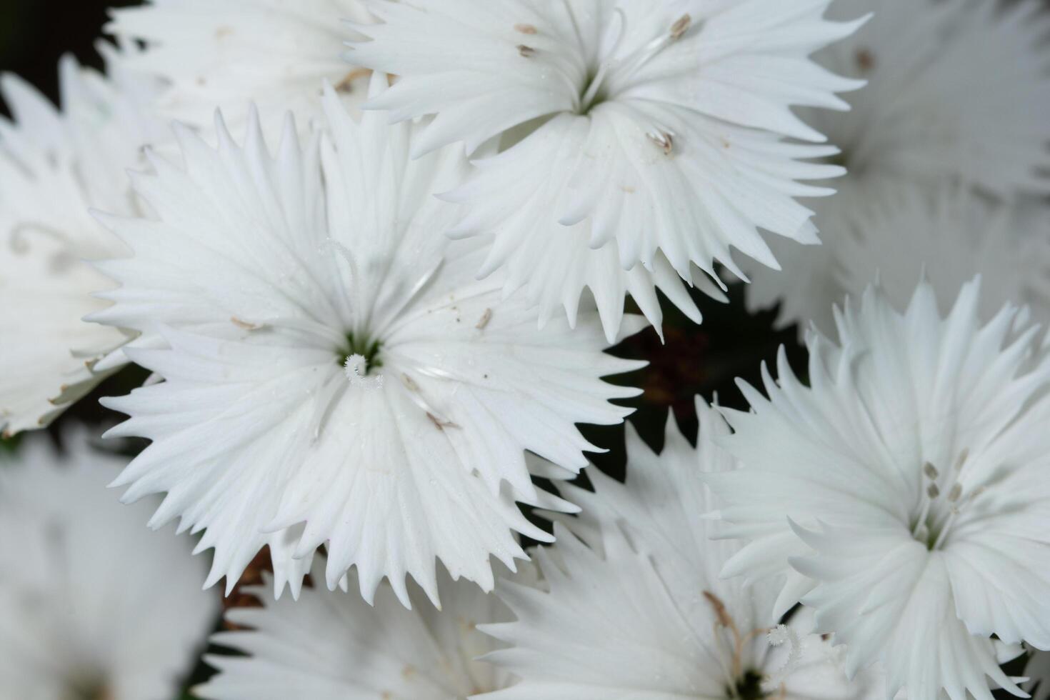 fiori di dianthus bianchi foto