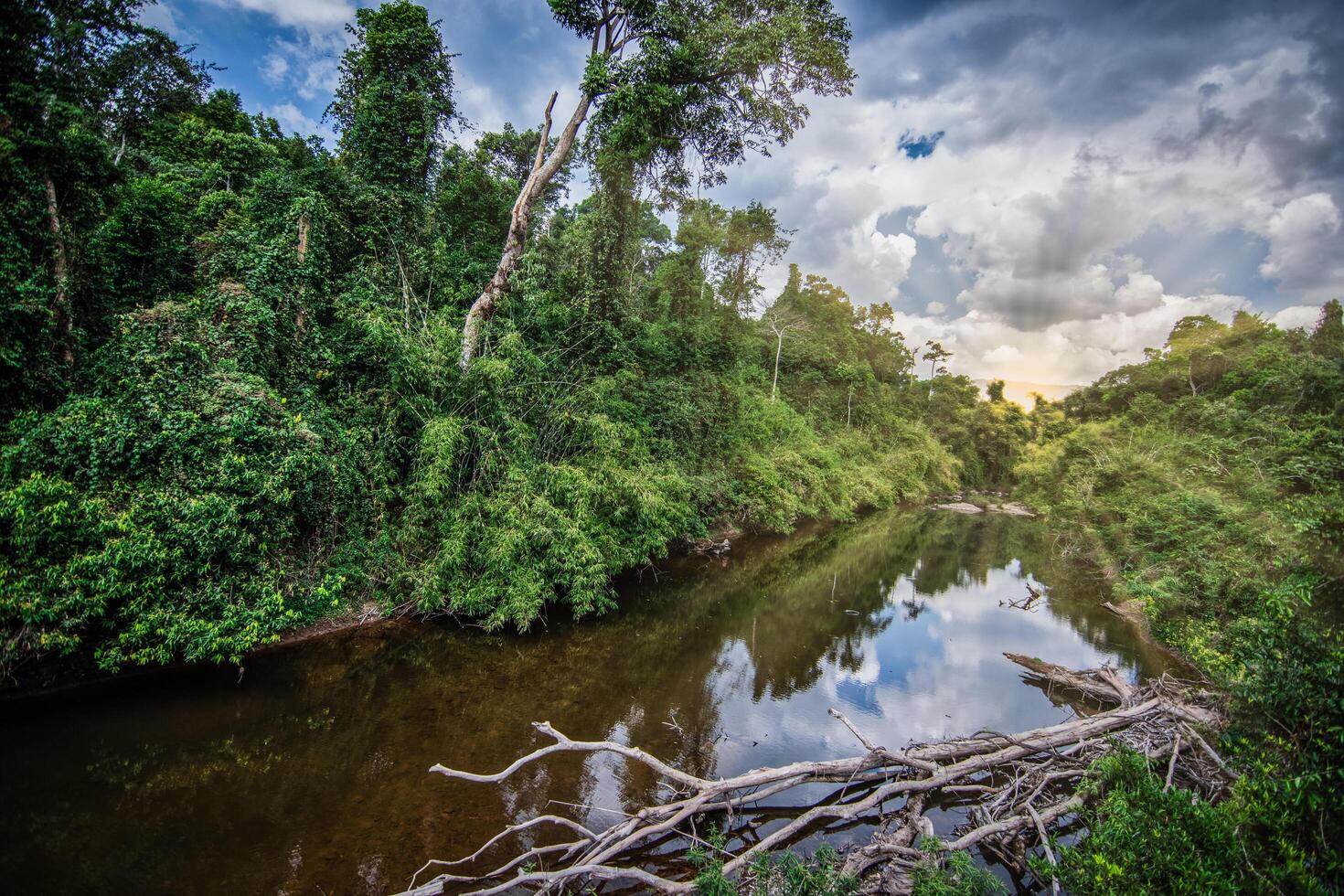 fiume nella foresta in thailandia foto