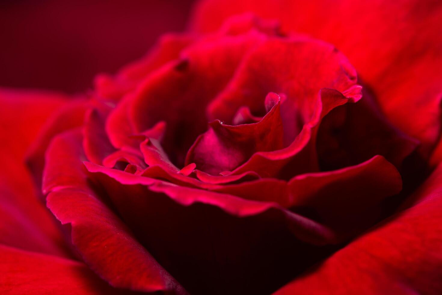 primo piano della rosa rossa foto