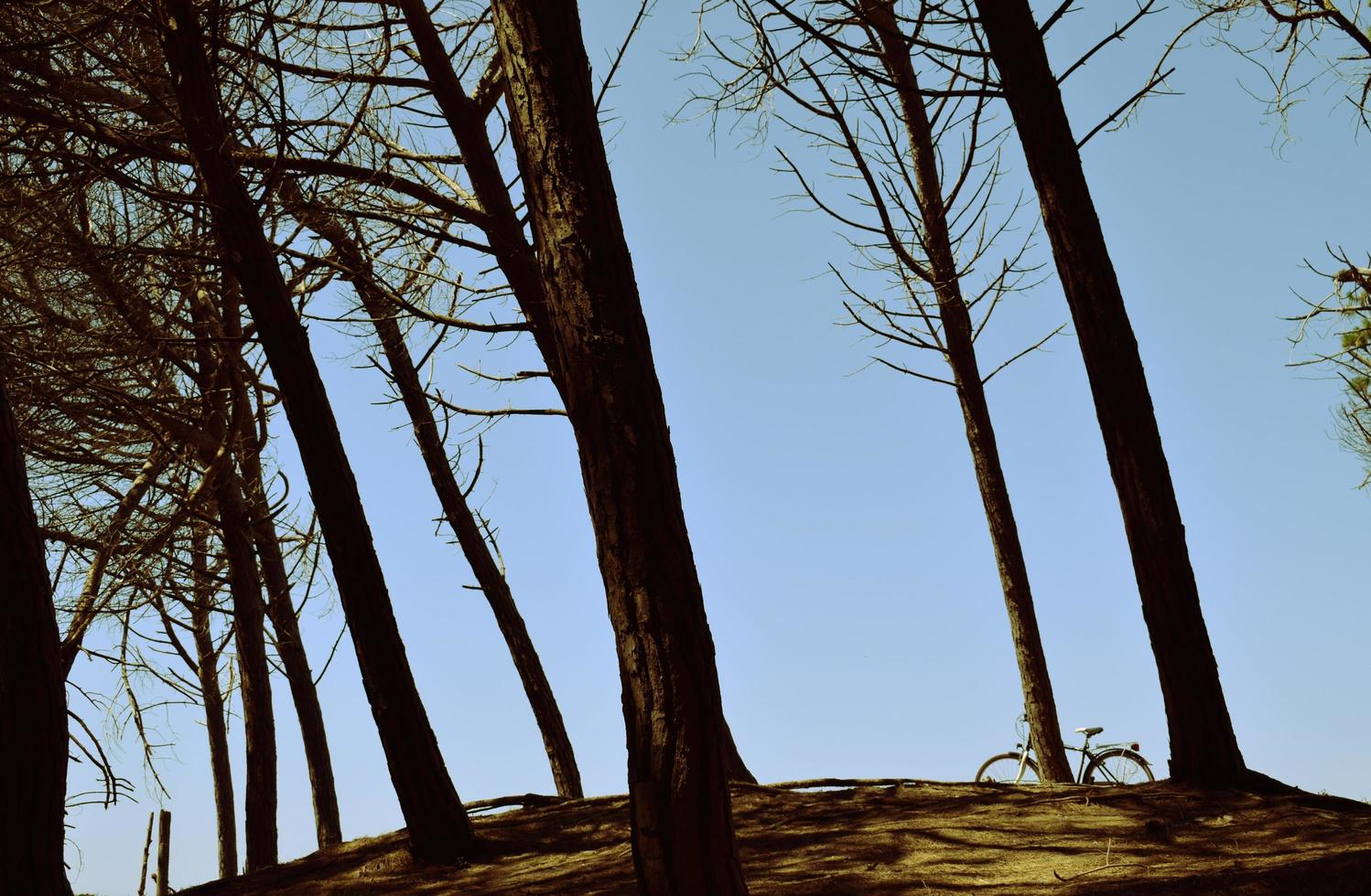 bici parcheggiata vicino ad alberi ad alto fusto durante il giorno foto