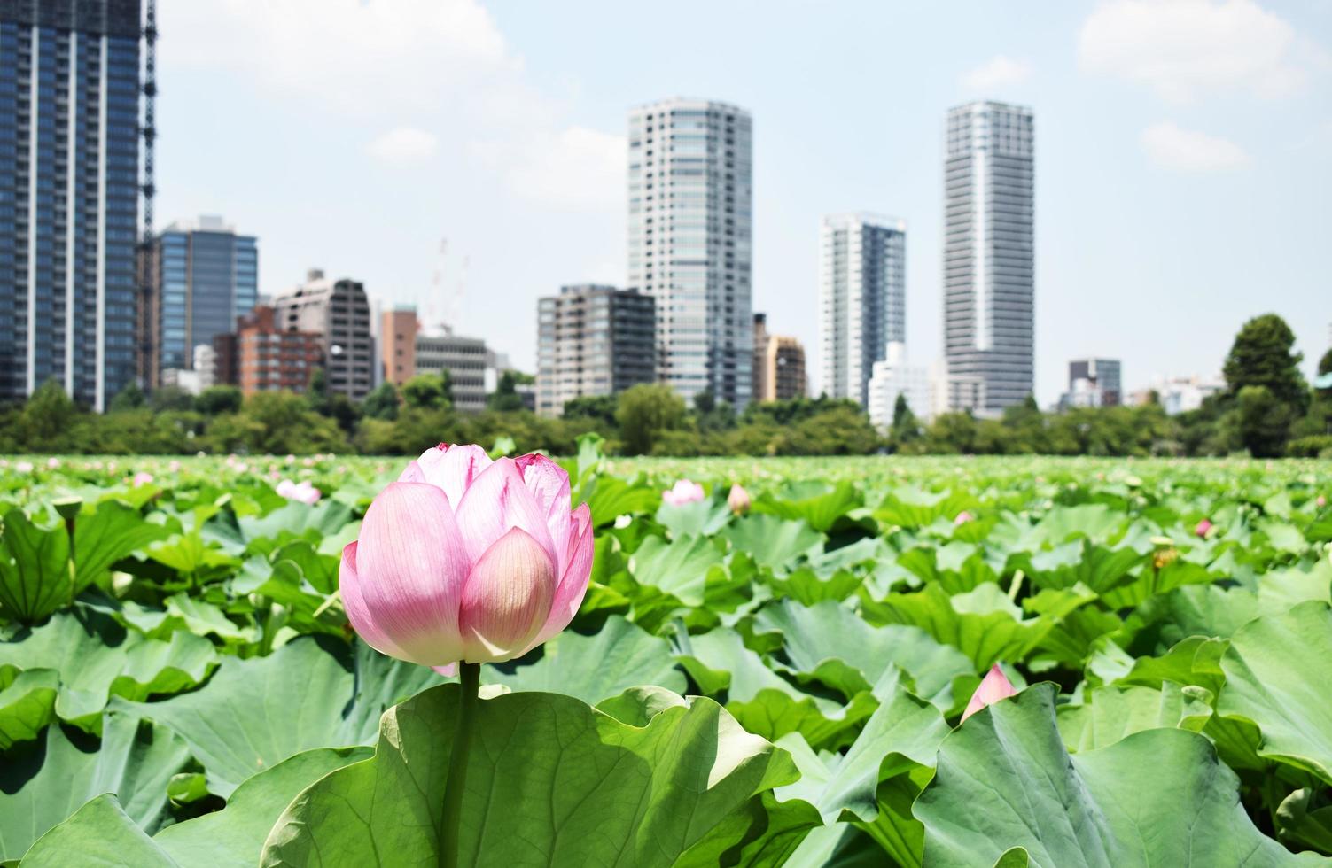 fiore rosa con sfondo di città foto