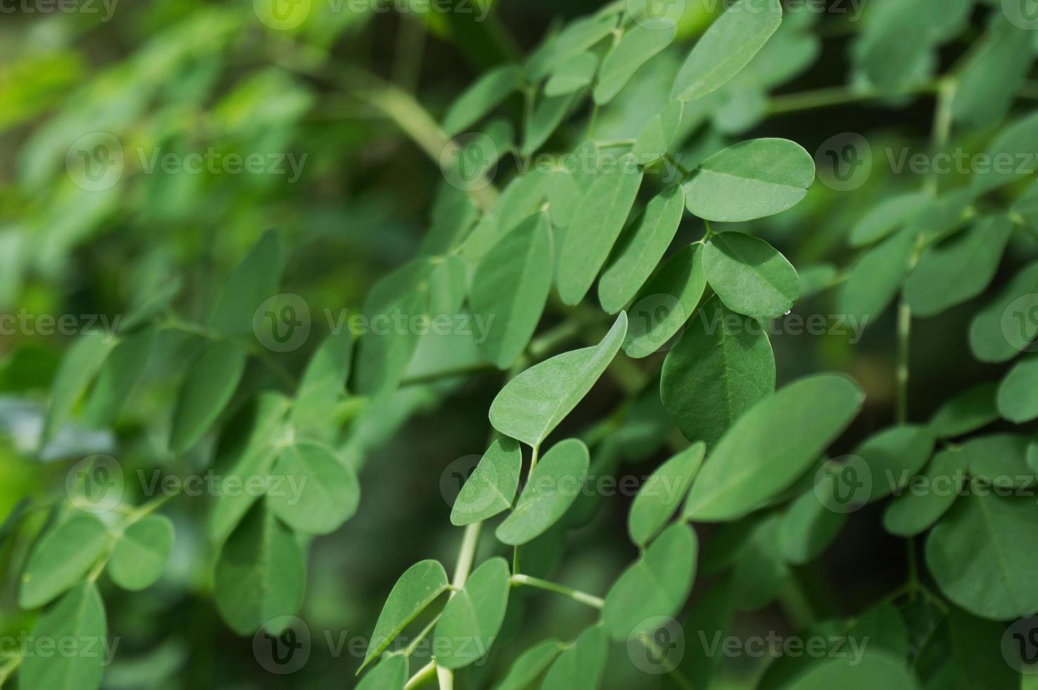 avvicinamento natura Visualizza di moringa foglia su sfocato verdura sfondo con selettivo messa a fuoco. foto