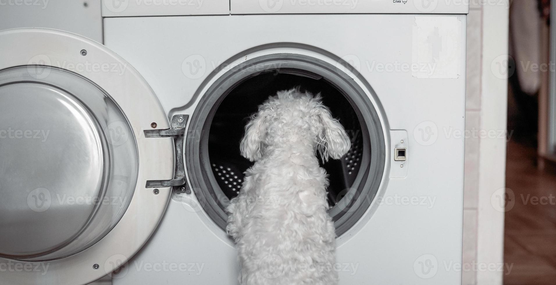 carino poco bianca cane guardare nel per lavaggio macchina. foto